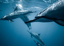 开云体育官网-张帅/梅尔滕斯夺得澳网女双冠